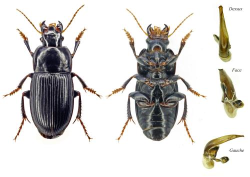 Réf. 303 058 : Harpalus tardus